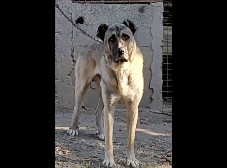 kangal 01.jpg